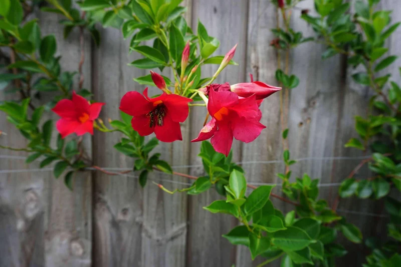 Mandevilla Red Fury Live Plant - 5-9" Tall, Pack of 2 - Deep Crimson Rocktrumpet Vine - Image 6