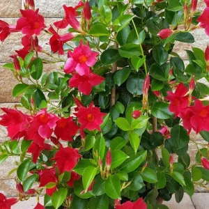Mandevilla Red Fury Live Plant - 5-9