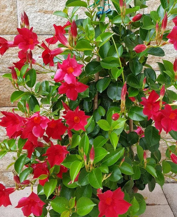 Mandevilla Red Fury Live Plant - 5-9" Tall, Pack of 2 - Deep Crimson Rocktrumpet Vine - Image 7