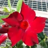 Mandevilla Red Fury Live Plant - 5-9" Tall, Pack of 2 - Deep Crimson Rocktrumpet Vine - Image 1
