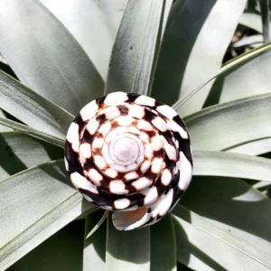 Marmoreous Sea Shell - Natural Beach Home Decor Accent, Approx 3 Inches - Image 2