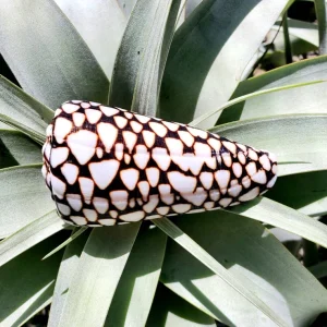 Marmoreous Sea Shell - Natural Beach Home Decor Accent, Approx 3 Inches - Image 3