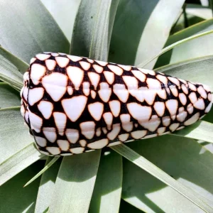Marmoreous Sea Shell - Natural Beach Home Decor Accent, Approx 3 Inches - Image 1