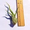 Medusa Air Plant Tillandsia Caput - Live Plant with Twisted Leaves - Image 1