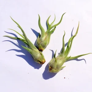 Medusa Air Plant - Tillandsia Caput Medusae Live Indoor Plant - Image 2
