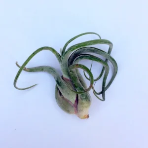 Medusa Air Plant - Tillandsia Caput Medusae Live Indoor Plant - Image 3