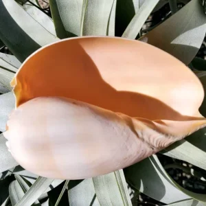 Melo Sea Shell - Natural Beach Home Decor for Air Plants & Crafts - Image 2