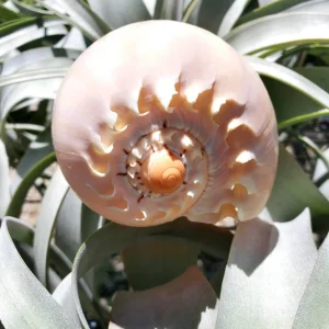 Melo Sea Shell - Natural Beach Home Decor for Air Plants & Crafts - Image 3