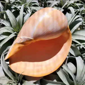 Melo Sea Shell - Natural Beach Home Decor for Air Plants & Crafts - Image 4