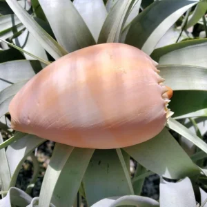 Melo Sea Shell - Natural Beach Home Decor for Air Plants & Crafts - Image 5