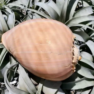 Melo Sea Shell - Natural Beach Home Decor for Air Plants & Crafts - Image 6
