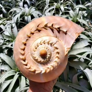 Melo Sea Shell - Natural Beach Home Decor for Air Plants & Crafts - Image 1