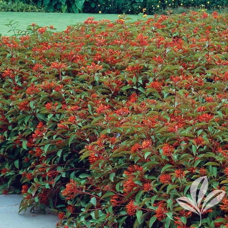 Mexican Firebush Live Plant - Hamelia Patens, 5-9" Tall, 2-Pack, Outdoor Shrub - Image 2