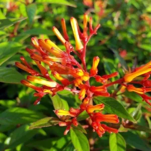 Mexican Firebush Live Plant - Hamelia Patens, 5-9