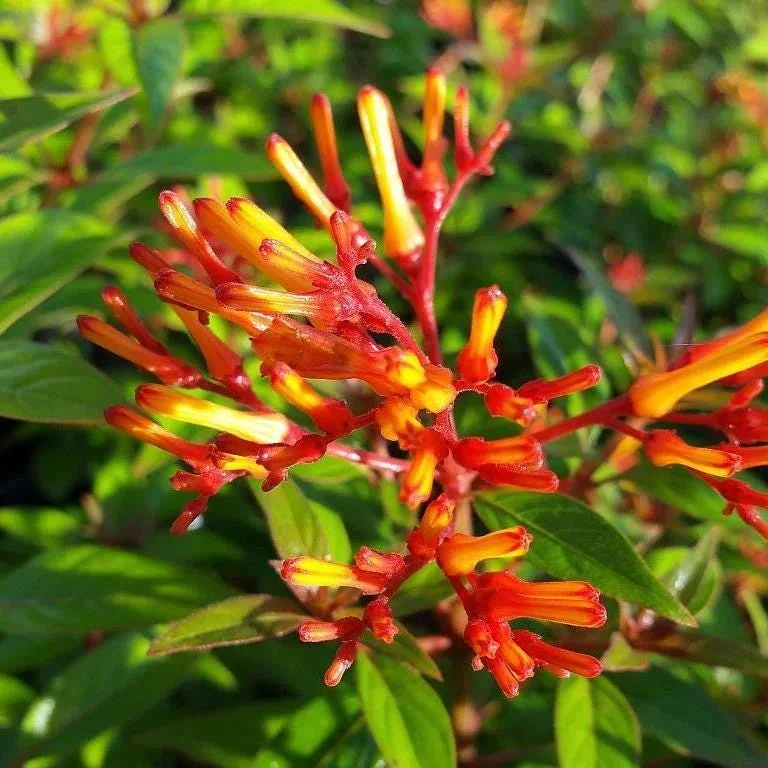 Mexican Firebush Live Plant - Hamelia Patens, 5-9" Tall, 2-Pack, Outdoor Shrub - Image 3