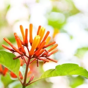 Mexican Firebush Live Plant - Hamelia Patens, 5-9