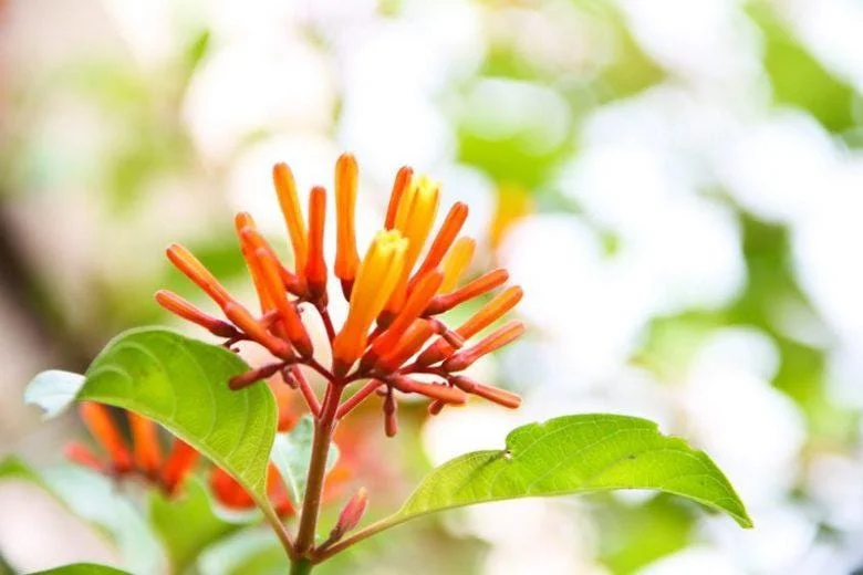 Mexican Firebush Live Plant - Hamelia Patens, 5-9" Tall, 2-Pack, Outdoor Shrub - Image 4