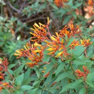Mexican Firebush Live Plant - Hamelia Patens, 5-9