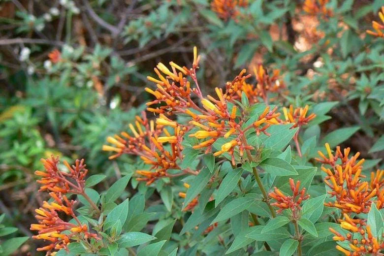 Mexican Firebush Live Plant - Hamelia Patens, 5-9" Tall, 2-Pack, Outdoor Shrub - Image 5