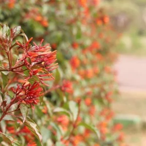 Mexican Firebush Live Plant - Hamelia Patens, 5-9