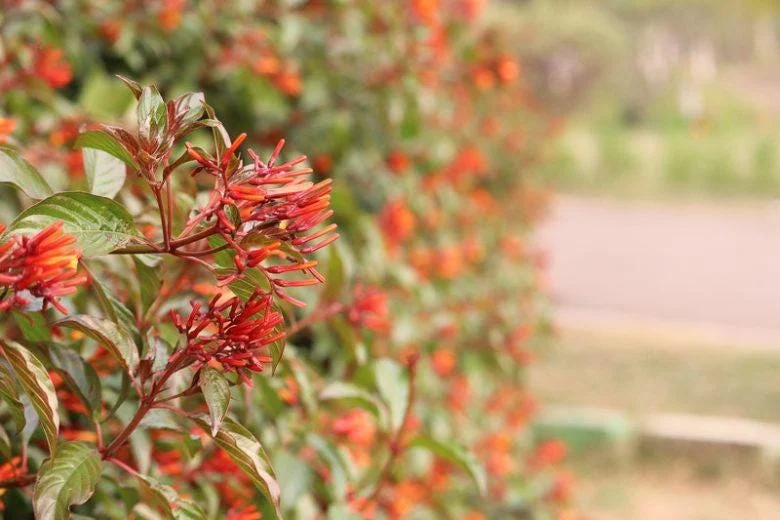 Mexican Firebush Live Plant - Hamelia Patens, 5-9" Tall, 2-Pack, Outdoor Shrub - Image 6