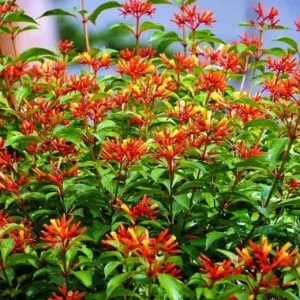 Mexican Firebush Live Plant - Hamelia Patens, 5-9