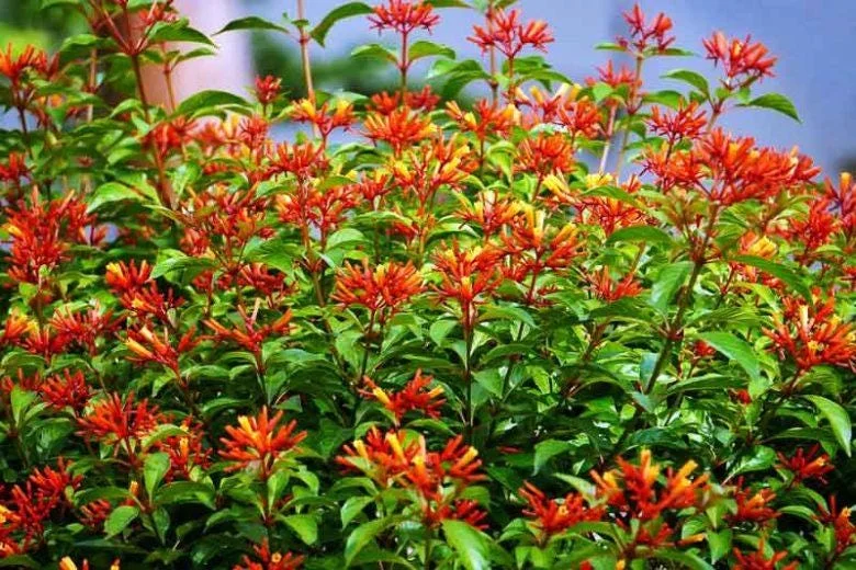 Mexican Firebush Live Plant - Hamelia Patens, 5-9" Tall, 2-Pack, Outdoor Shrub - Image 7