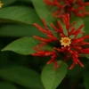 Mexican Firebush Live Plant - Hamelia Patens, 5-9" Tall, 2-Pack, Outdoor Shrub - Image 1