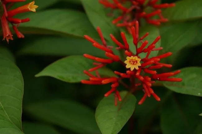 Mexican Firebush Live Plant - Hamelia Patens, 5-9" Tall, 2-Pack, Outdoor Shrub - Image 1
