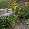 Missouri Coneflower Live Plant - Rudbeckia Missouriensis Starter - 2.5x3.5 Inch Pot - Outdoor Perennial - Image 1