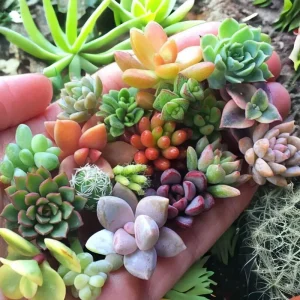 Mixed Sedum Seeds - Stonecrop Succulent Groundcover - Over 100 Seeds, Perennial, Easy Grow - Image 2