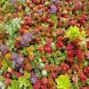 Mixed Sedum Seeds - Stonecrop Succulent Groundcover - Over 100 Seeds, Perennial, Easy Grow - Image 1