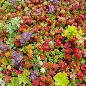Mixed Sedum Seeds - Stonecrop Succulent Groundcover - Over 100 Seeds, Perennial, Easy Grow - Image 1