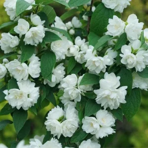 Mock Orange 'Illuminati Spice' Live Plant - 5-7 Inch Starter Shrub, Fragrant - Image 2