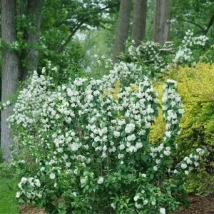 Mock Orange 'Illuminati Spice' Live Plant - 5-7 Inch Starter Shrub, Fragrant - Image 1