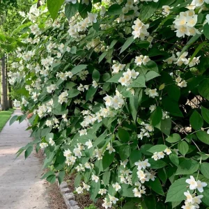 Mock Orange Live Plant – Fragrant Shrub – 1 Gallon Pot – Outdoor - Image 3