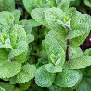 Mojito Mint Live Plant - Mentha x villosa - 3 Pack, 5-9 inch, True Cuban Cocktail Herb - Image 2