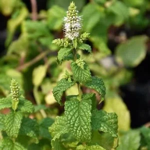 Mojito Mint Live Plant - Mentha x villosa - 3 Pack, 5-9 inch, True Cuban Cocktail Herb - Image 3