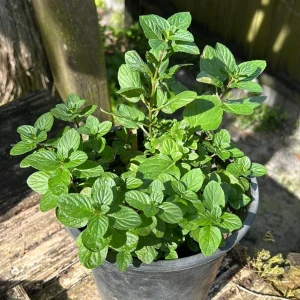 Mojito Mint Live Plant - Mentha x villosa - 3 Pack, 5-9 inch, True Cuban Cocktail Herb - Image 4
