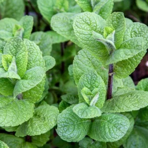 Mojito Mint Live Plant - Mentha x villosa - 3 Pack, 5-9 inch, True Cuban Cocktail Herb - Image 5