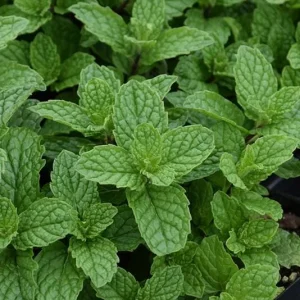 Mojito Mint Live Plant - Mentha x villosa - 3 Pack, 5-9 inch, True Cuban Cocktail Herb - Image 6