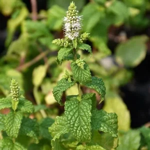 Mojito Mint Live Plant - Mentha x villosa - 3 Pack, 5-9 inch, True Cuban Cocktail Herb - Image 7