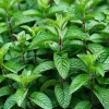 Mojito Mint Live Plant - Mentha x villosa - 3 Pack, 5-9 inch, True Cuban Cocktail Herb - Image 1