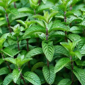 Mojito Mint Live Plant - Mentha x villosa - 3 Pack, 5-9 inch, True Cuban Cocktail Herb - Image 1