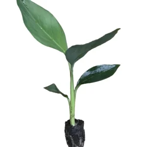 Mona Lisa Banana Plant Musa FHIA-02 - Live Dessert Banana Tree, 5-9 Inches Tall - Image 2