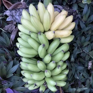 Mona Lisa Banana Plant Musa FHIA-02 - Live Dessert Banana Tree, 5-9 Inches Tall - Image 1
