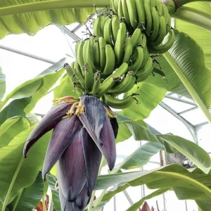Mona Lisa Banana Plant Musa FHIA-02 - Live Dessert Banana Tree, 5-9 Inches Tall - Image 3