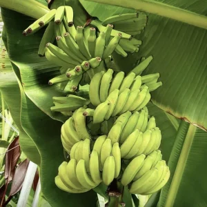 Mona Lisa Banana Plant Musa FHIA-02 - Live Dessert Banana Tree, 5-9 Inches Tall - Image 4