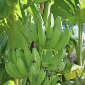 Mona Lisa Banana Plant Musa FHIA-02 - Live Dessert Banana Tree, 5-9 Inches Tall - Image 5