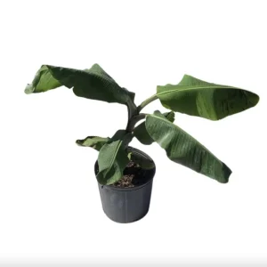 Mona Lisa Banana Plant Musa FHIA-02 - Live Dessert Banana Tree, 5-9 Inches Tall - Image 6